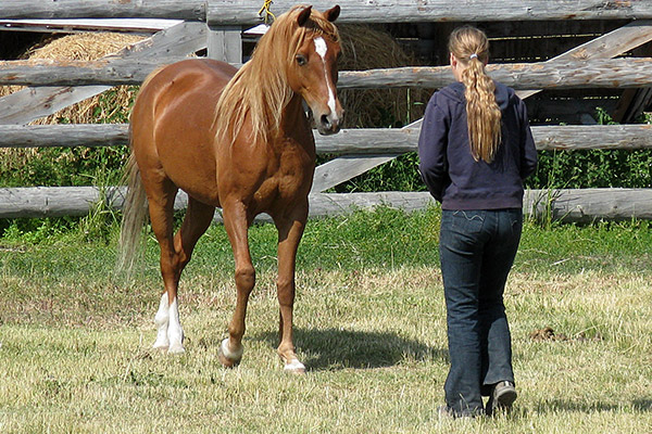 girl approaches horse in loose field