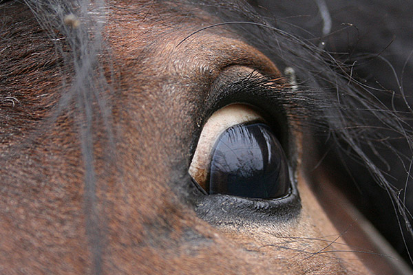 eye of a fearful horse