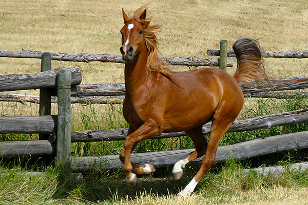 horse gallops in a field