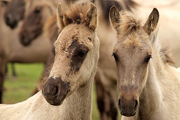 two foals with different facial hair patterns