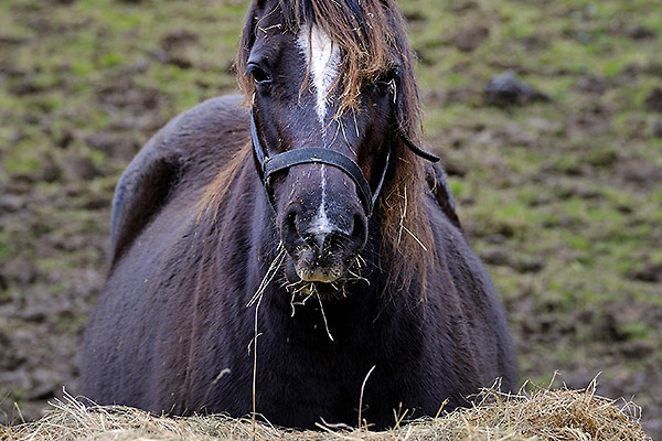 fat horse eating hay