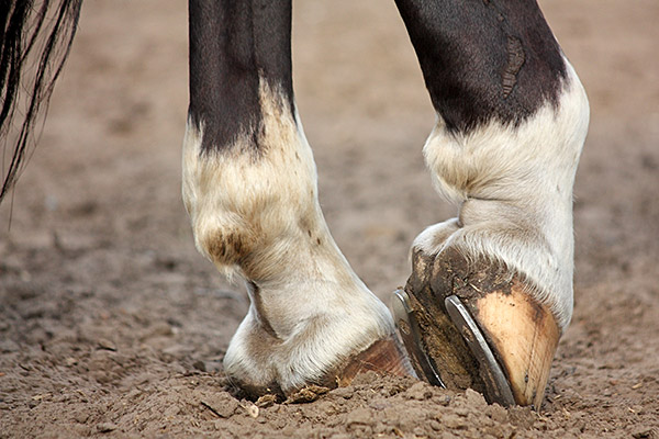 horse hoof with steel horseshoe
