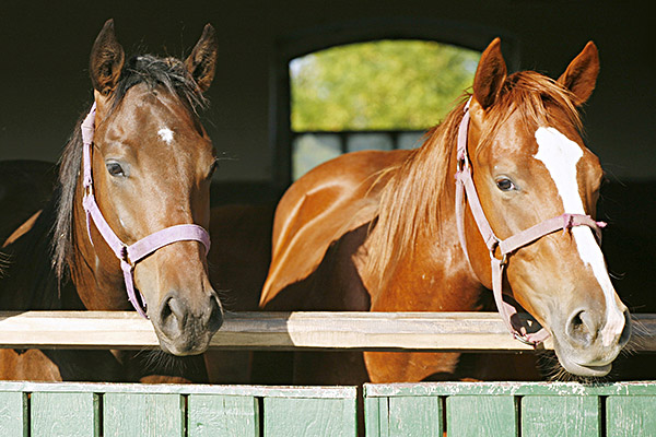 two horses share a stall
