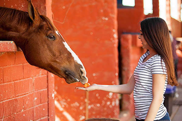 woman feeds horse a carrot