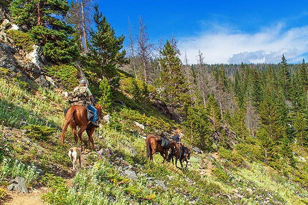 Horse riders on a trail