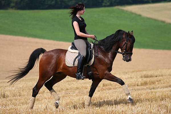 woman rides a trotting horse across a field